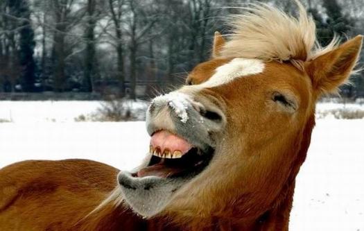 Funny Laughing Animal Horse Image