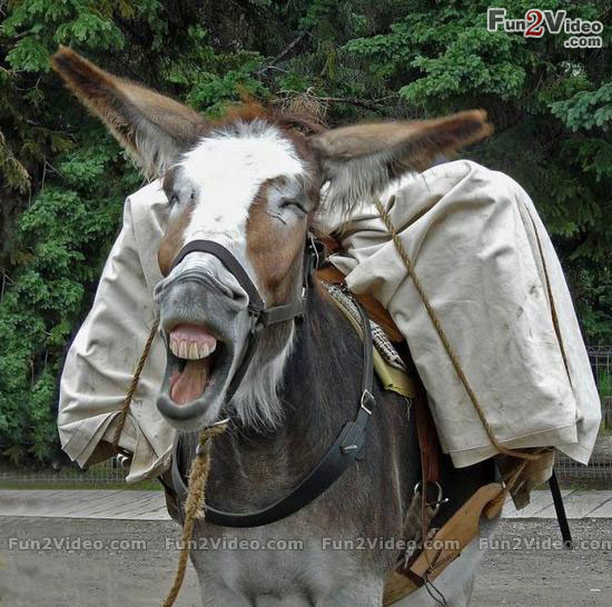 Funny Laughing Donkey Picture