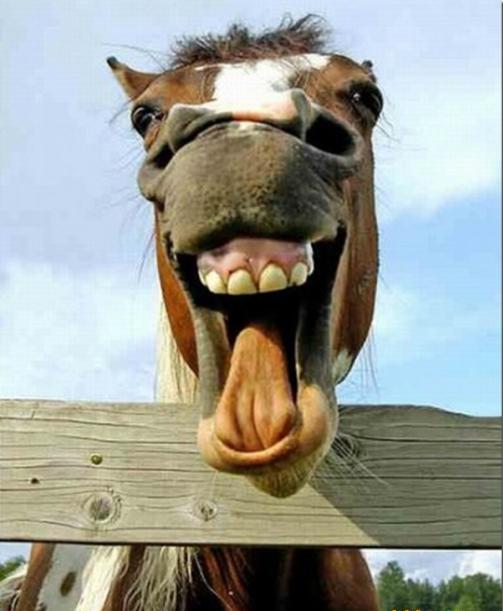 Funny Laughing Horse Closeup Face Picture