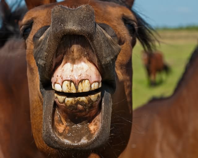 Funny Laughing Horse Picture