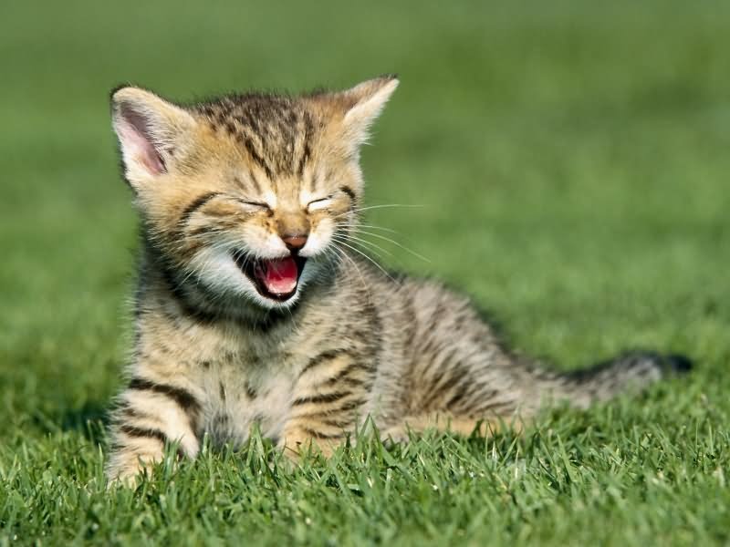 Funny Laughing Kitten Image For Facebook