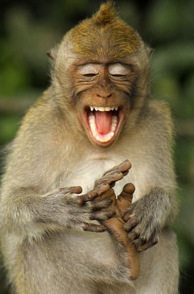 Funny Laughing Monkey Animal Picture