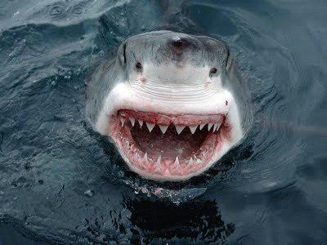Funny Laughing Shark Face Picture