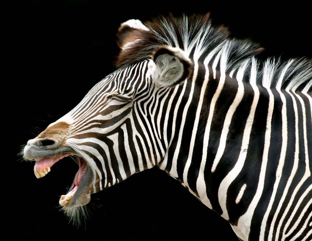Funny Laughing Zebra Closeup Face Picture