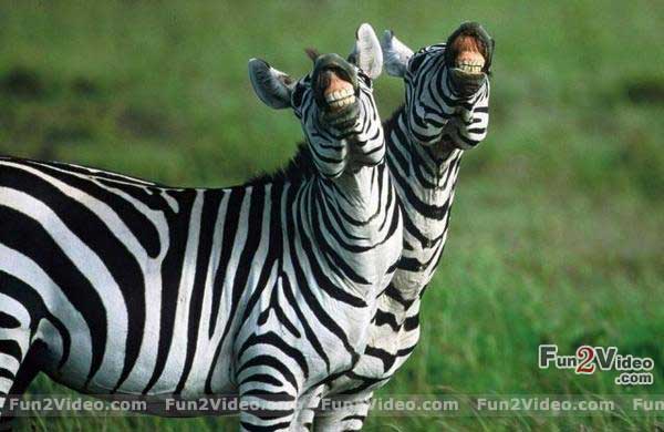 Funny Zebras Laughing Image
