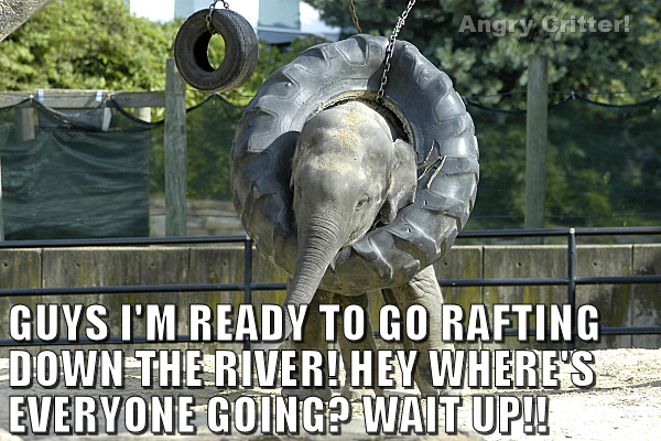 Guys I Am Ready To Go Rafting Funny Elephant Meme Photo For Whatsapp