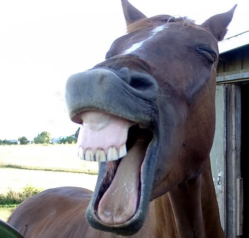 Horse Laughing Funny Animal Image