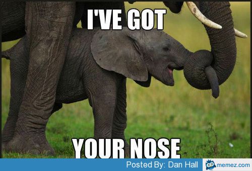 I Have Got Your Nose Funny Elephant Meme Image