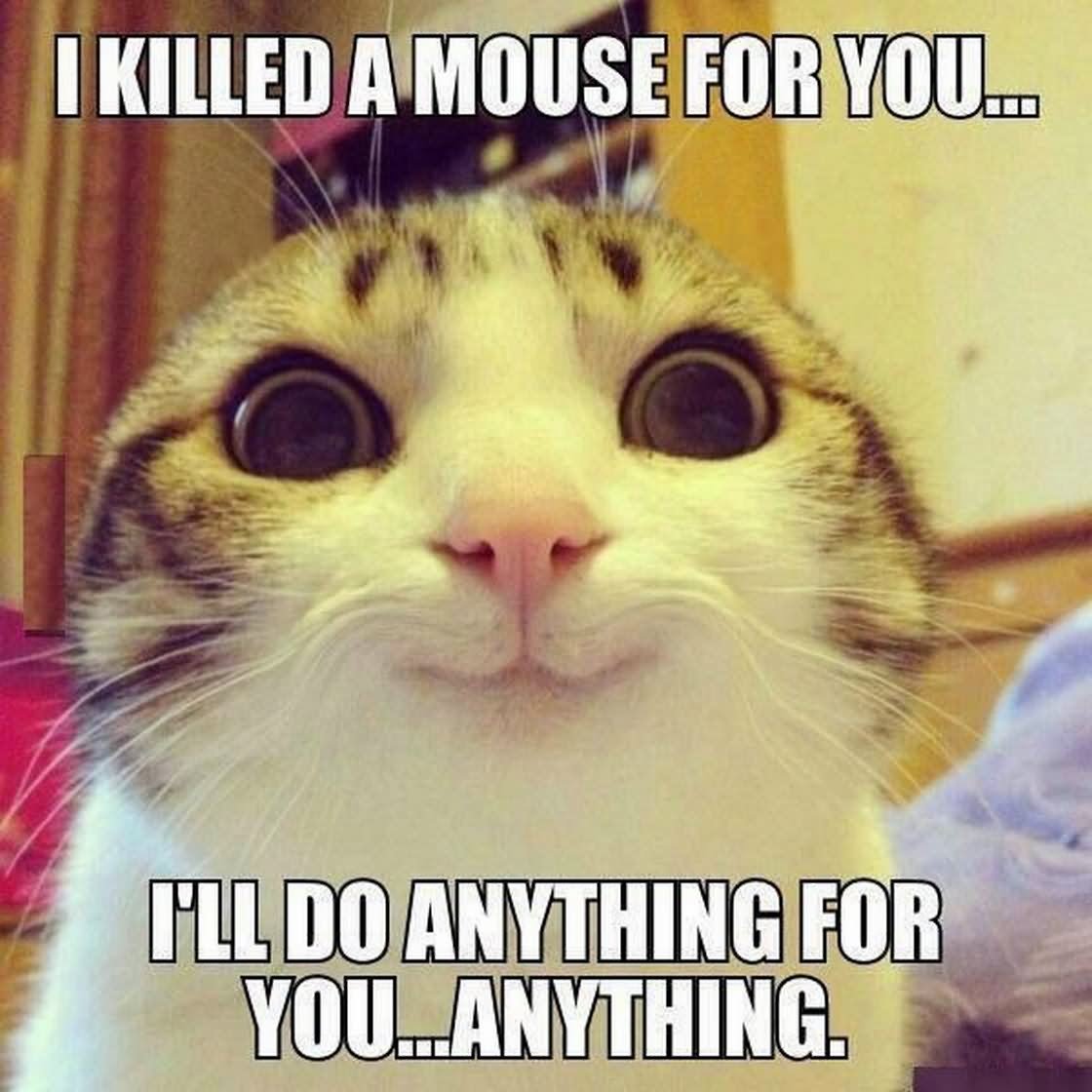 I Killed A Mouse For You I Will Anything For You Anything Funny Laugh Meme Image
