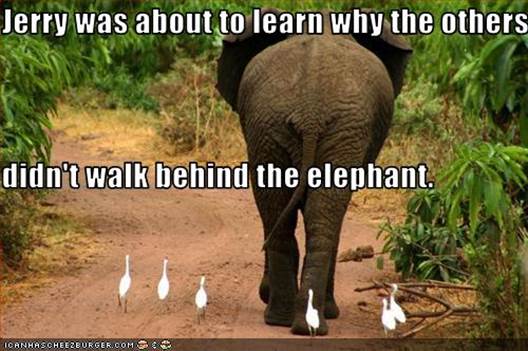 Jerry Was About To Learn Why The Did't Walk Behind The Elephant Funny Meme Image