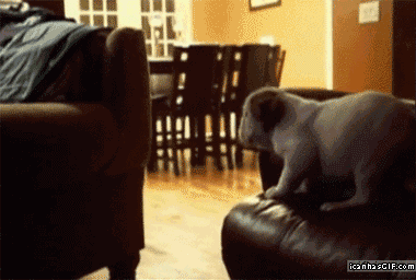 Jumping Couch Fail Puppy Funny Falling Gif