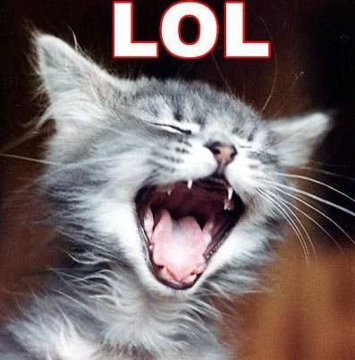 Laughing Cat Funny Animal Picture