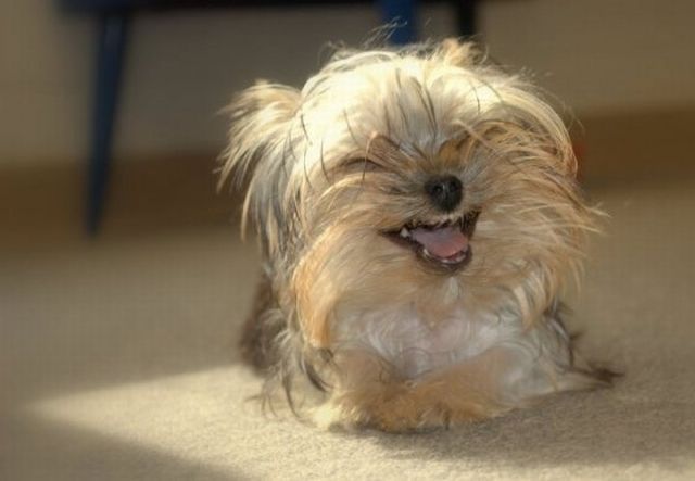 Laughing Cute Puppy Funny Image