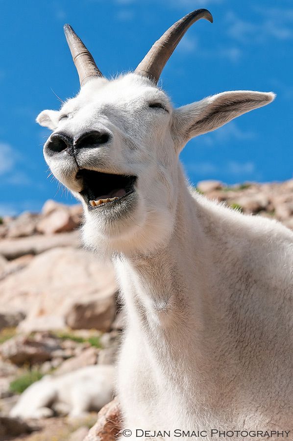 Laughing Goat Funny Image
