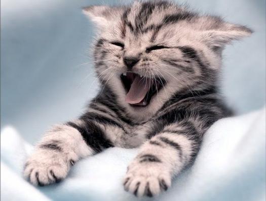 Laughing Kitten Funny Picture