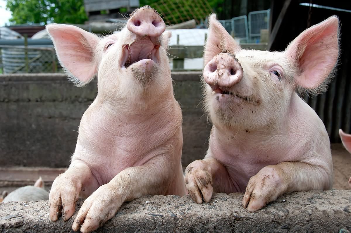 Laughing Pigs Funny Animal Picture
