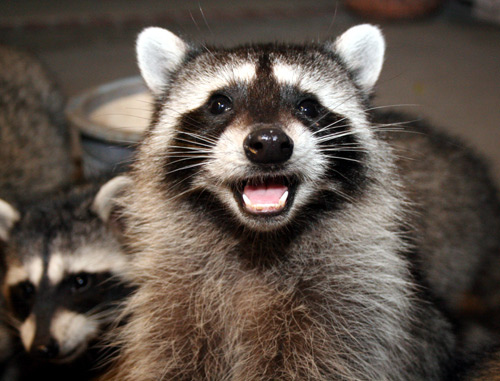 Laughing Raccoon Funny Animal Picture