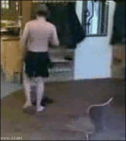Man Flip Flop Fail Funny Falling Gif Picture For Facebook