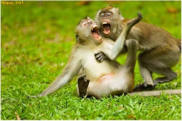Monkey Couple Funny Laughing Animal Picture For Whatsapp