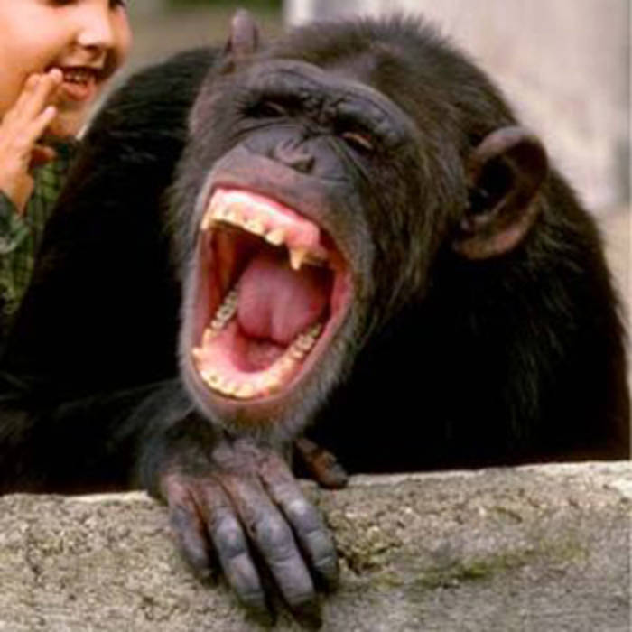 Monkey Laughing Funny Animal Picture