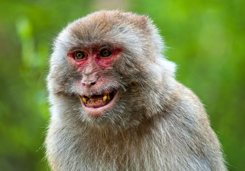 Monkey Laughing Funny Picture