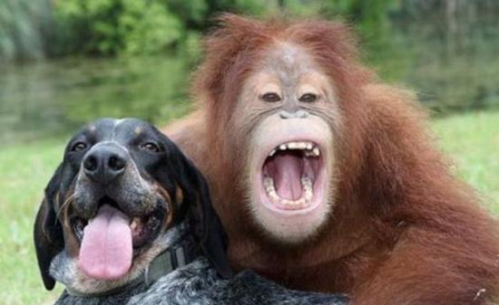 Monkey Laughing With Dog Funny Photo For Whatsapp