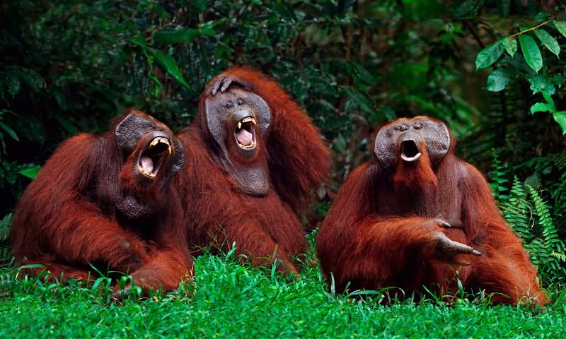Orangutans Laughing Funny Animal Picture For Whatsapp