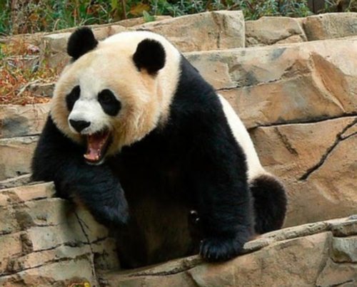 Panda Bear Funny Laughing Animal Picture