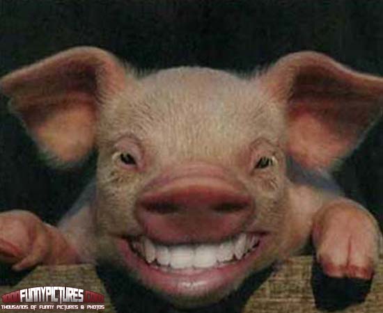 Pig Funny Laughing Animal Picture
