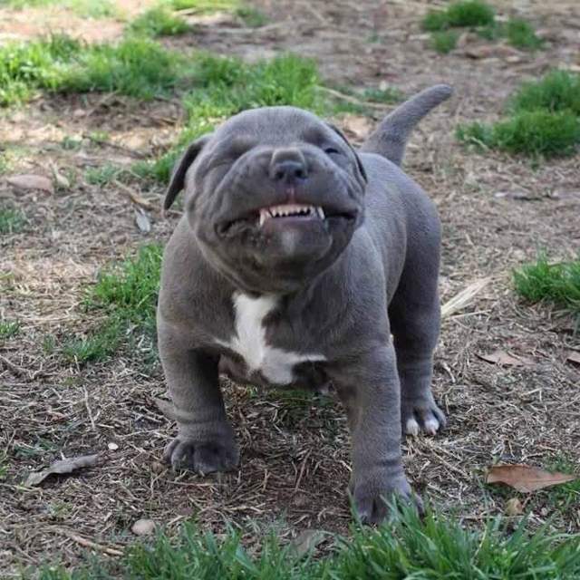 Pit Bull Puppy Laughing Funny Image