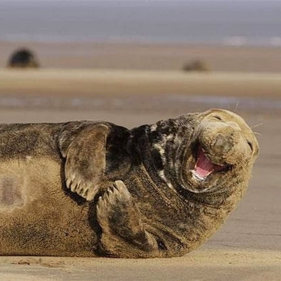 Sea Lion Laughing Closeup Face Funny Photo