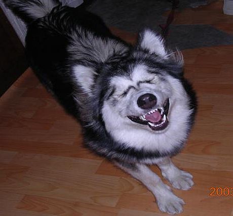 Siberian Husky Dog Funny Laughing Image