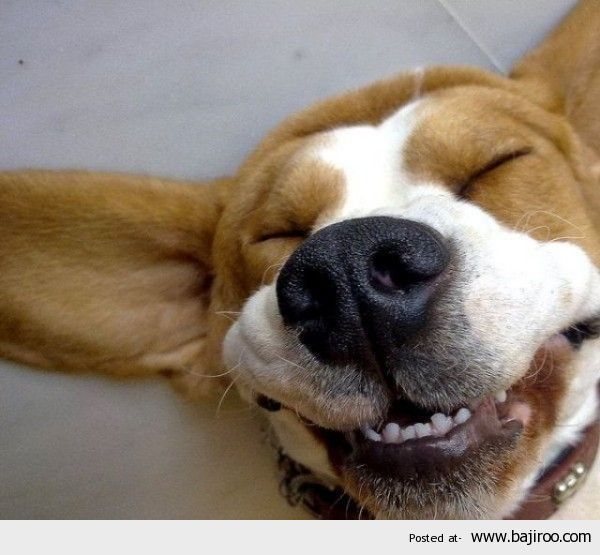 Sleeping Dog Funny Laughing Animal Picture For Whatsapp