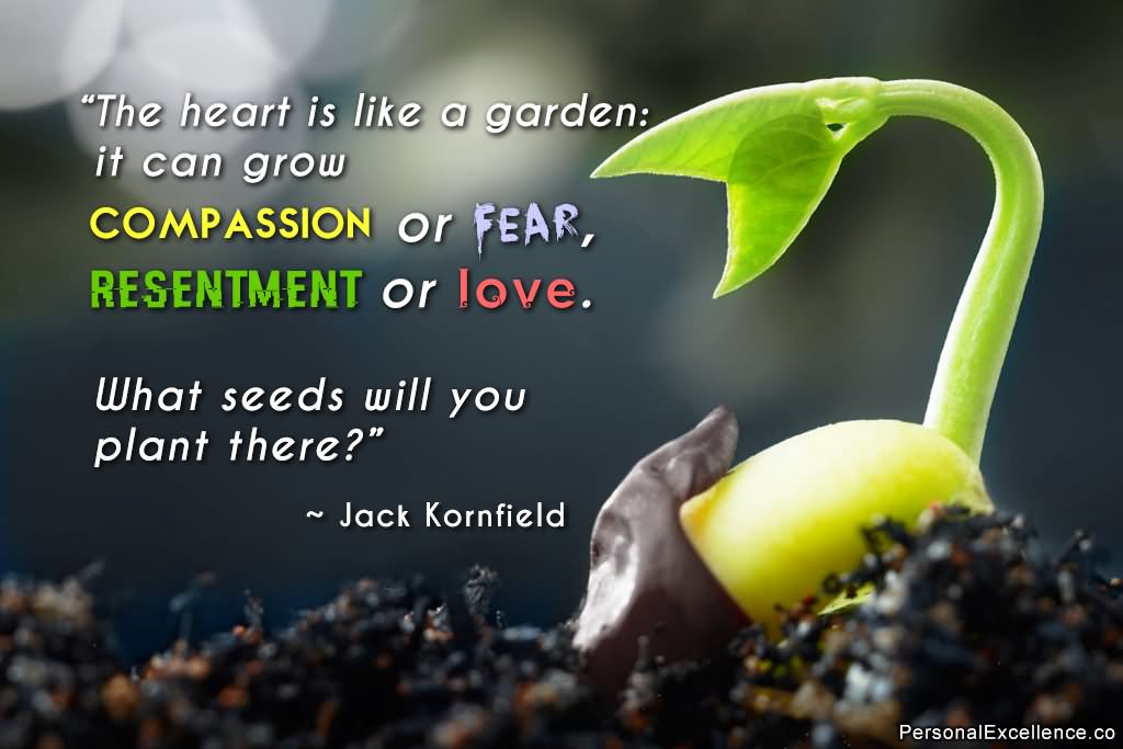 The heart is like a garden it can grow compassion or fear, resentment or love. What seeds will you plant there - Jack Kornfield