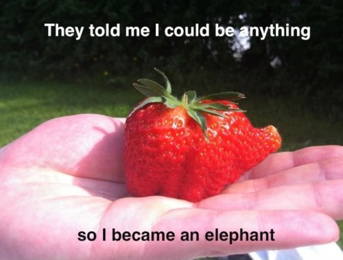 They Told Me I Could Be Anything So I Became An Elephant Funny Meme Picture For Whatsapp