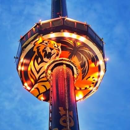 Tiger Sky Tower Night Picture