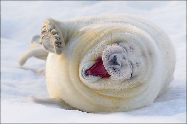 White Sea Lion Laughing Funny Photo