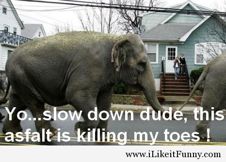 Yo Slow Down Dude This Asfalt Is Killing My Toes Funny Elephant Meme Picture