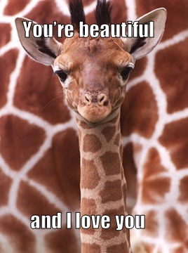 You Are Beautiful And I Love You Funny Giraffe Meme Image