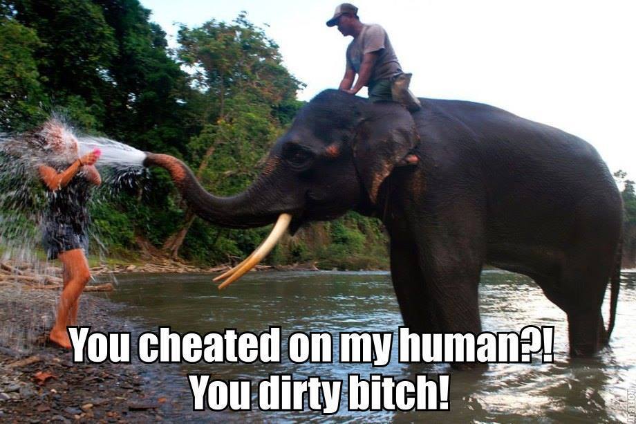 You Cheated On My Human You Dirty Bitch Funny Elephant Meme Picture For Whatsapp