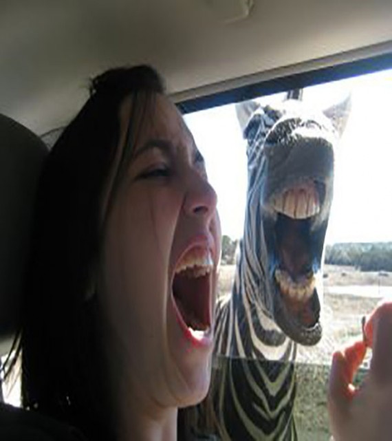 Zebra Laughing With Girl Funny Animal Picture