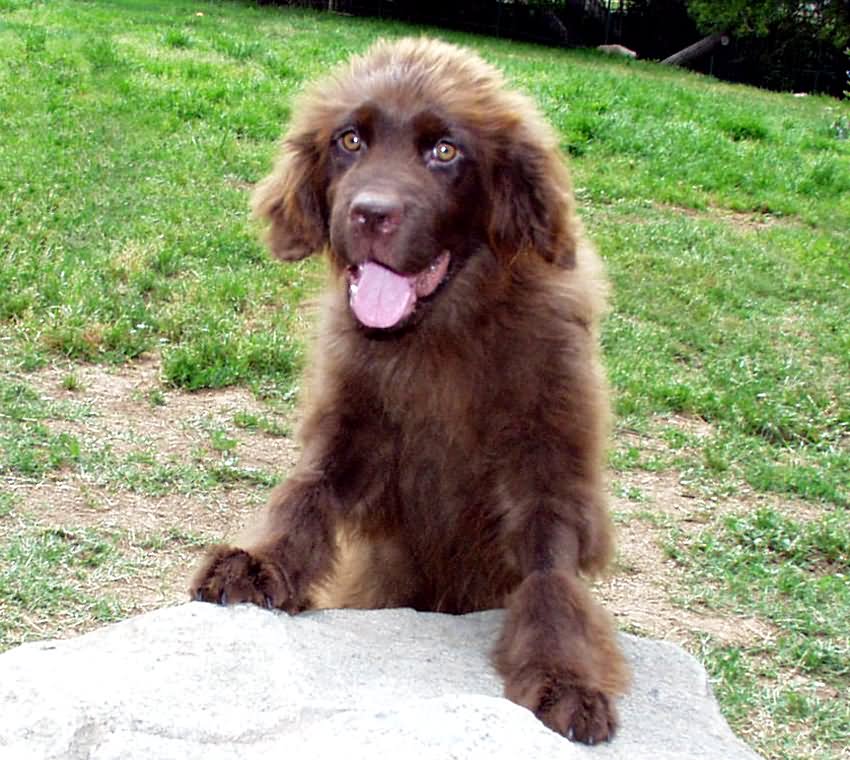 30 Most Beautiful Brown Newfoundland Dog Pictures