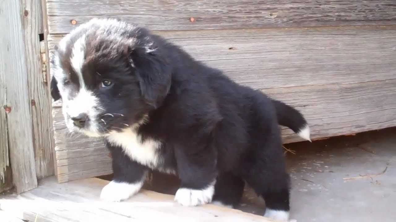 5 Weeks Old Landseer Newfoundland Puppy Picture