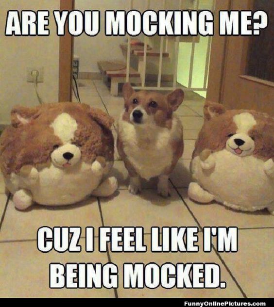 Are You Mocking Me Cuz I Feel Like I Am Being Mocked Funny Pet Meme Image