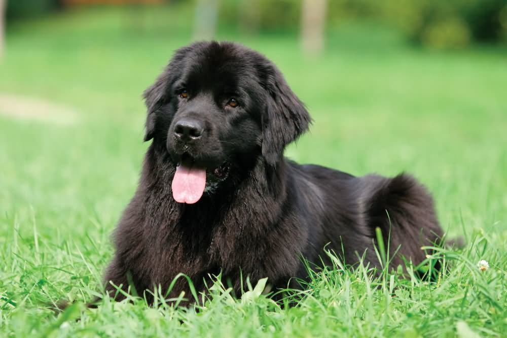 Beautiful Black Newfoundland Dog Sitting On Grass