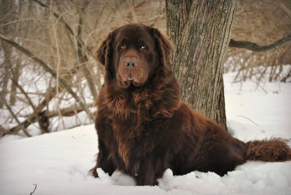 Brown Full Grown Newfoundland Dog