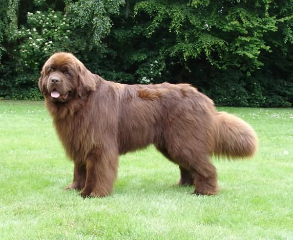 Beautiful Long Hair Newfoundland Dog Standing On Grass