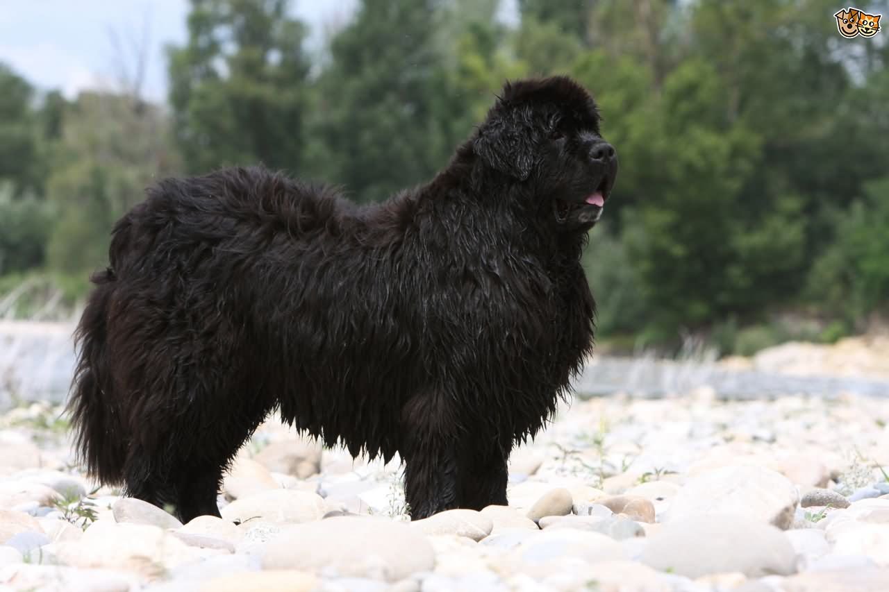Black Adult Newfoundland Dog