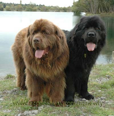 Black And Brown Two Newfoundland Dogs
