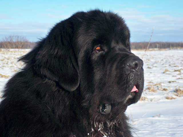 Black Giant Newfoundland Dog Sitting